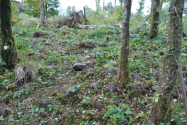 Grave markers in Bullsyey Wood | Christy Cunniffe
