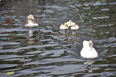 Farm geese on the Shannon | Christy Cunniffe