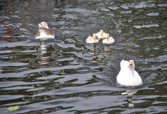 The Shannon Goose