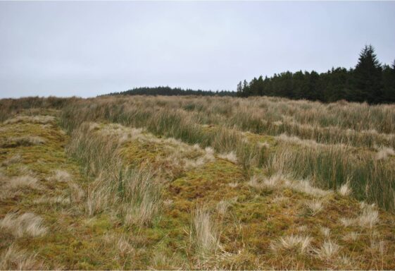 Cultivation ridges