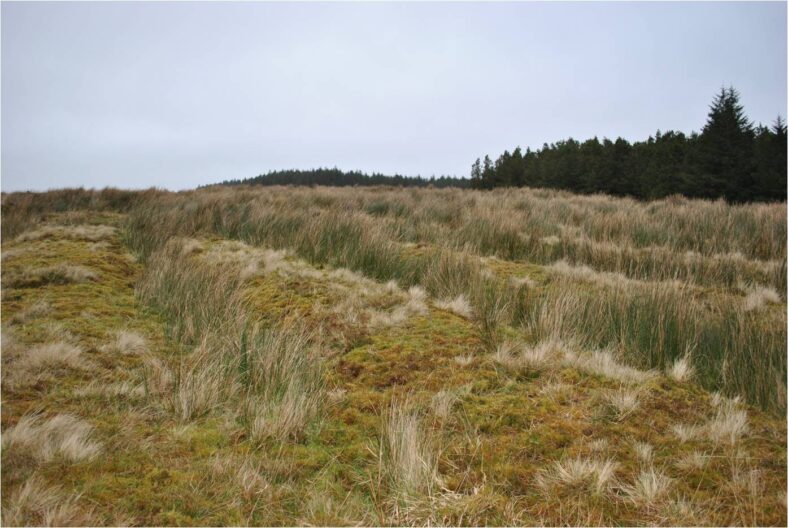 Cultivation ridges | Christy Cunniffe