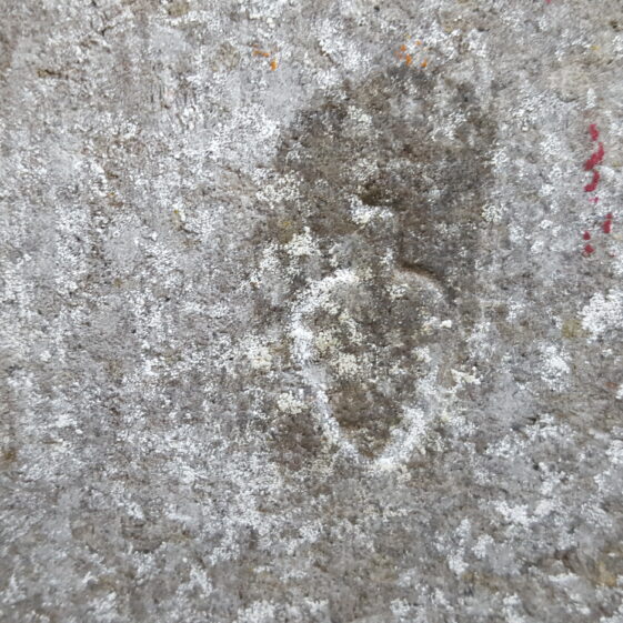 20171027_161256 Leaf shaped mark. | Christy Cunniffe