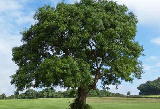 Galway’s Living Landscapes Part 2: Trees and Woodland