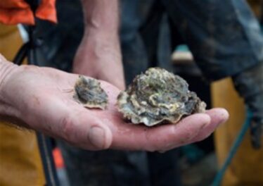 Oysters | Clarinbridge Heritage