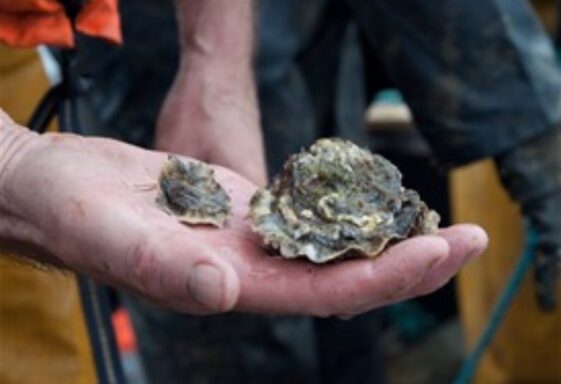 It's All About The Oyster