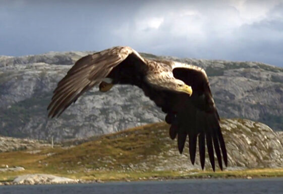 Raptor Videos