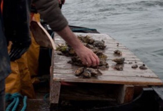 Oyster Fishing and Boats
