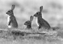 Rabbits in Monivea