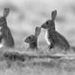 Rabbits in Monivea