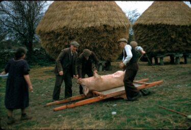 Killing The Pig in Clooniff