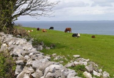 Galway's Gastronomic Heritage- The History of Food in County Galway