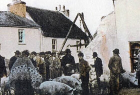 Pig Market