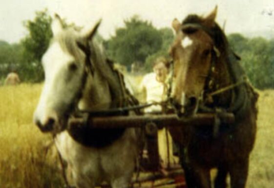 Harvesting in Lemonfield C1960