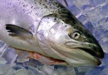 Salmon Poaching