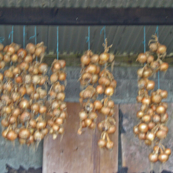 Onions hanging out to dry | Photo: Bernadette Forde, Ballynakilla, Togher.