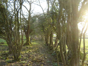 Site of old church at Farrells' land in Coolreagh