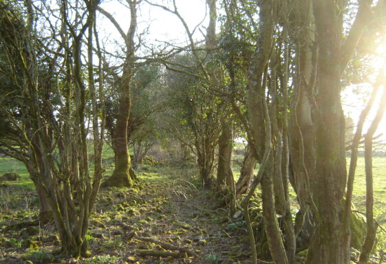 Coolreagh/Coolrevagh