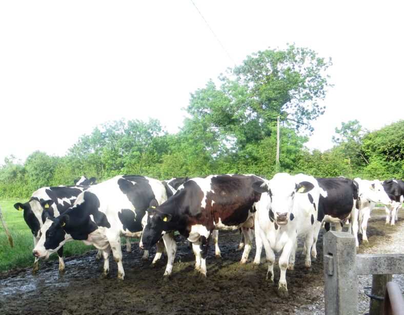 Kevin Courtney's cows in Imanemore 2015 | PPhoto: Bernadette Connolly