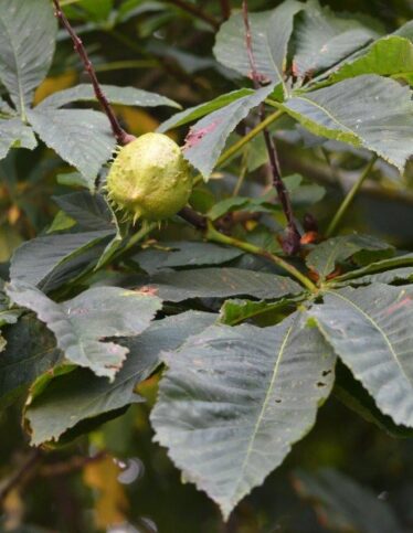 Chestnut in spikey husk | Valerie Jennings