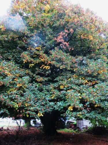 Lime tree | Valerie Jennings