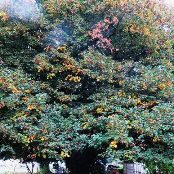 Lime tree Lime tree | Valerie Jennings
