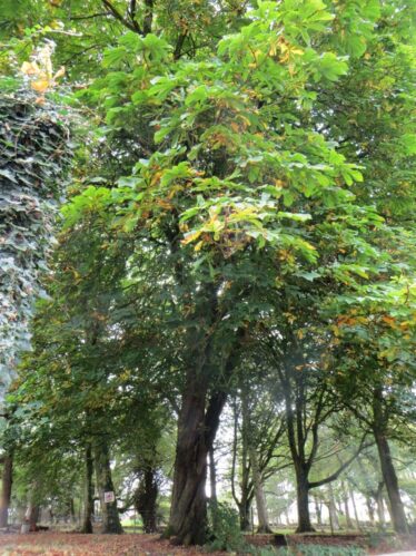 200 year old chestnut tree | Valerie Jennings