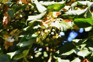 Fruit of the common lime | Valerie Jennings