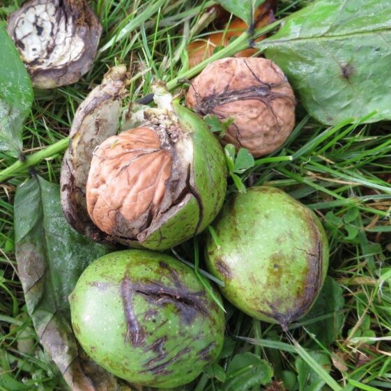 The fruit of the 150 year old walnut tree in Cahergal House