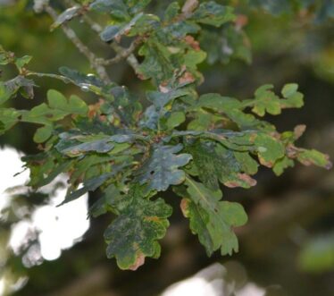 Oak Leaves | Valerie Jennings