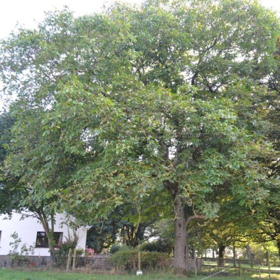 150 year old walnut tree in Cahergal House | Photo: Valerie Jennings