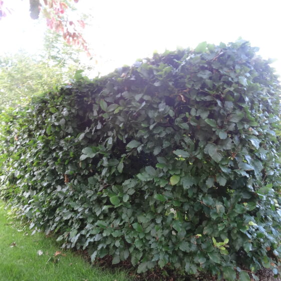 Beech Hedge Beech Hedge | Milltown Heritage Group