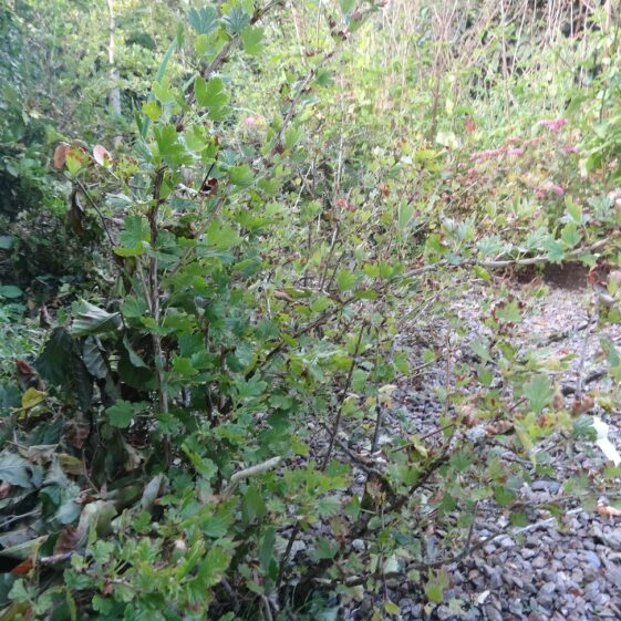 Gooseberry Gooseberry | Milltown Heritage Group