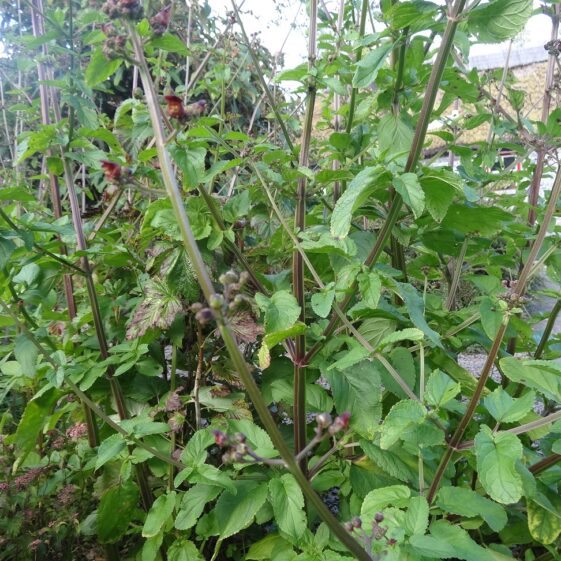 Phygelius Scrophulariceac Phygelius Scrophulariceac | Milltown Heritage Group