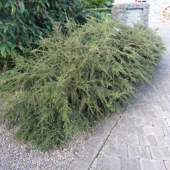 Cotoneaster Horizontalis Cotoneaster Horizontalis | Milltown Heritage Group