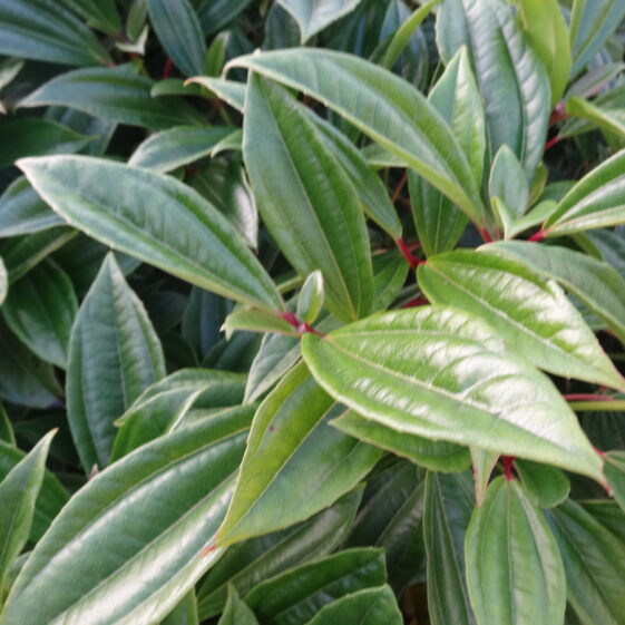 Viburnum davidii Viburnum davidii | Milltown Heritage Group