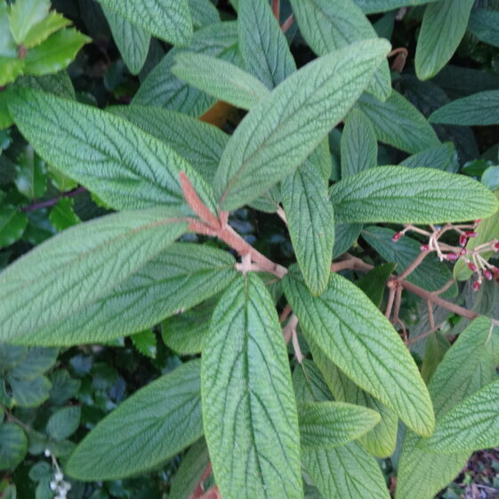 Viburnum Pragease Viburnum Pragease | Milltown Heritage Group