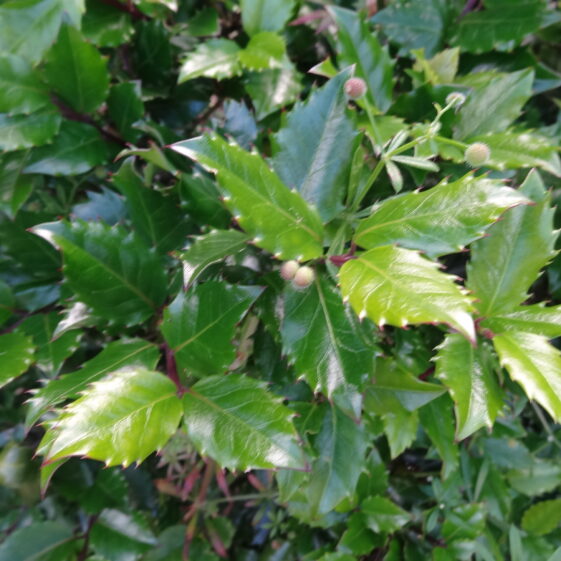 Ilex Green Holly ilex Green Holly | Milltown Heritage Group