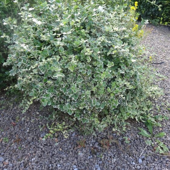 Euymous Silver guity Euymous Silver guity | Milltown Heritage Group