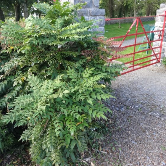 Mohonia Charity Mohonia Charity | Milltown Heritage Group