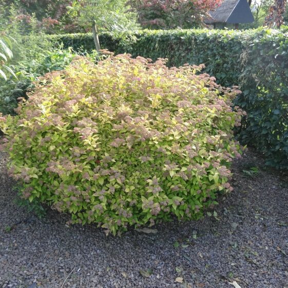 Spirea Goldmound Spirea Goldmound | Milltown Heritage Group