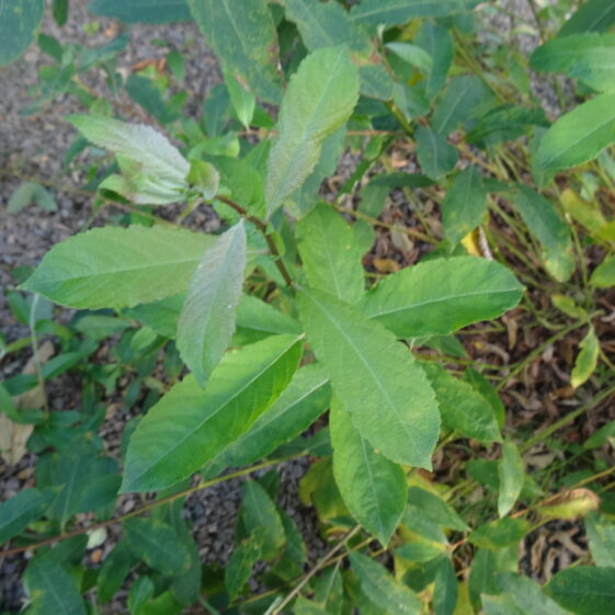 Salix (Common Willow) Salix (Common Willow) | Milltown Heritage Group