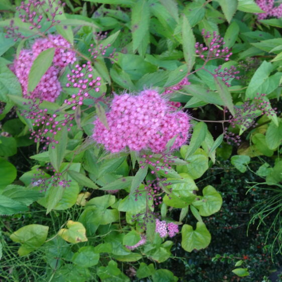 Spirea Anthony waterer Spirea Anthony waterer | Milltown Hertiage Group
