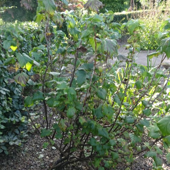 Redcurrant Redcurrant | Milltown Heritage Group