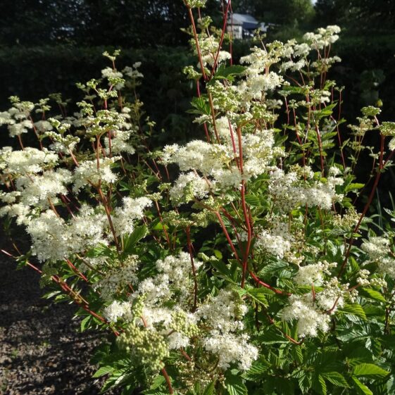 Meadowsweet Meadowsweet (Ulmaria spirea) | Milltown Heritage Group