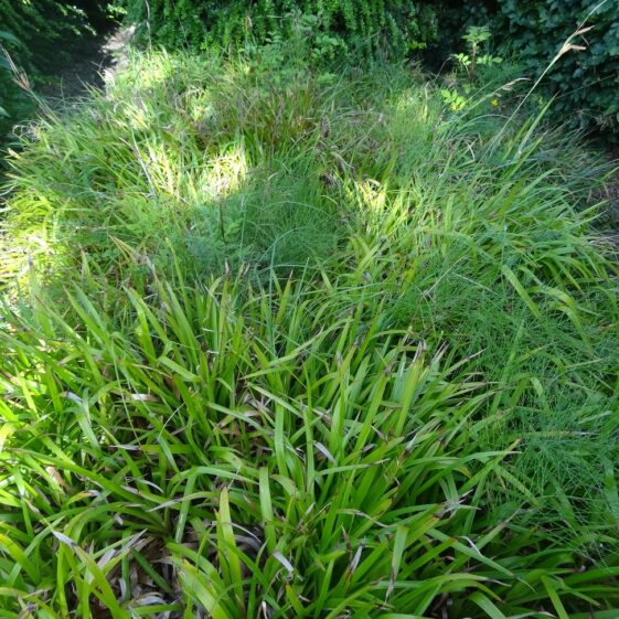 Carex Oshimenis Everillo Carex Oshimenis Everillo | Milltown Heritage Group