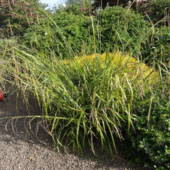 Miscanthus Miscanthus | Milltown Heritage Group
