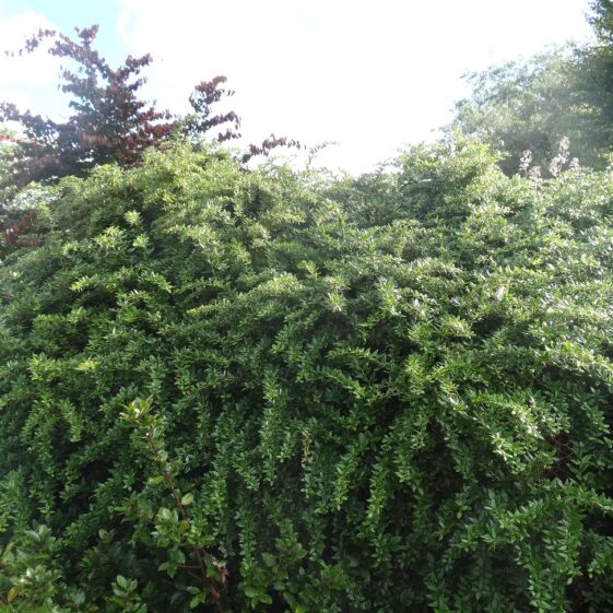 Berberis Berberis | Milltown Heritage Group
