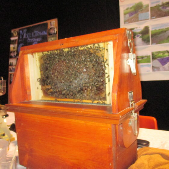 Bees