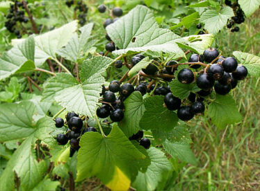 blackcurrants