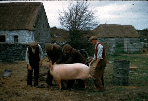 Killing The Pig